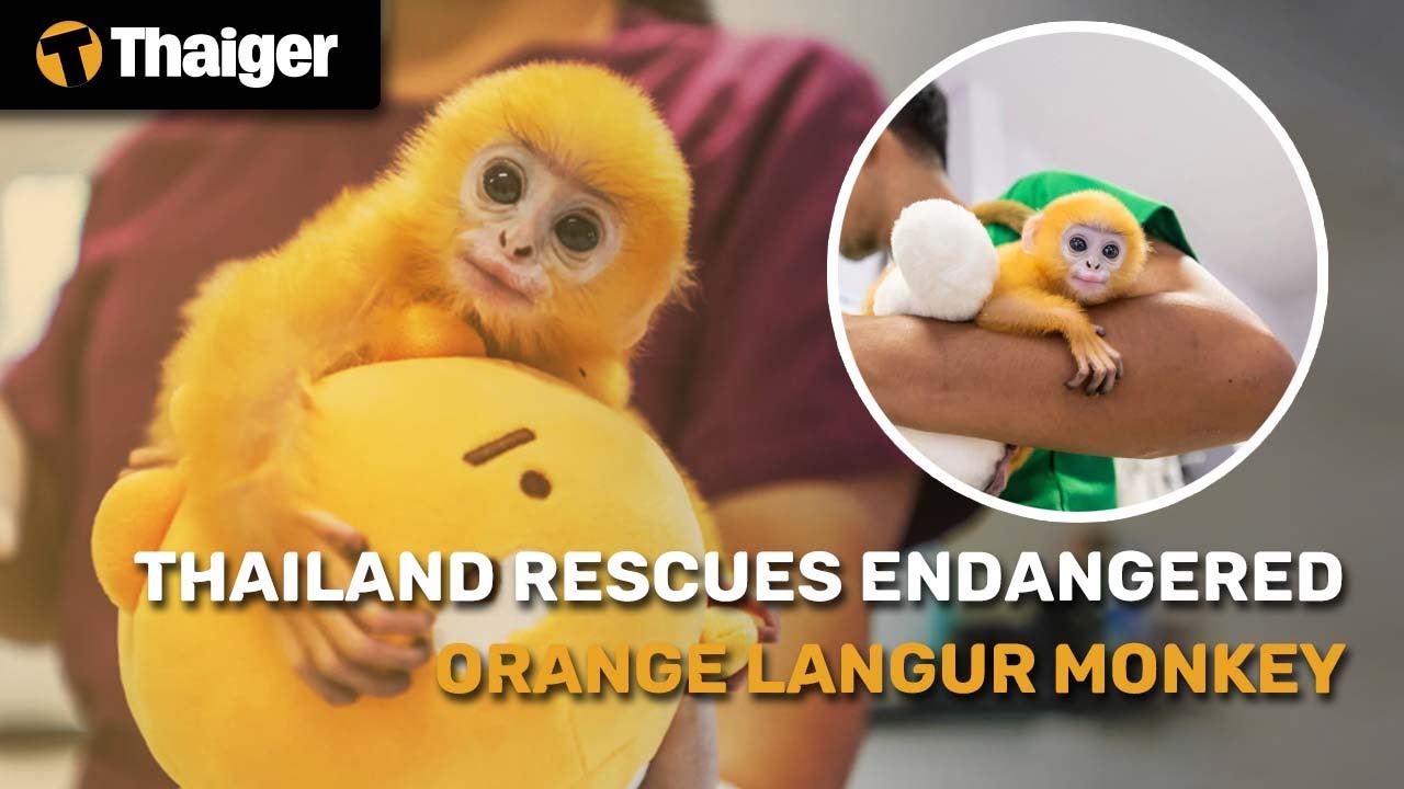 Endangered bright orange langur monkey rescued in Thailand