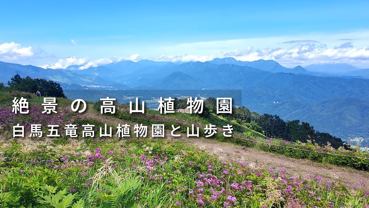 【白馬五竜高山植物園】小遠見山トレッキング＆北アルプスを望む絶景植物園♪