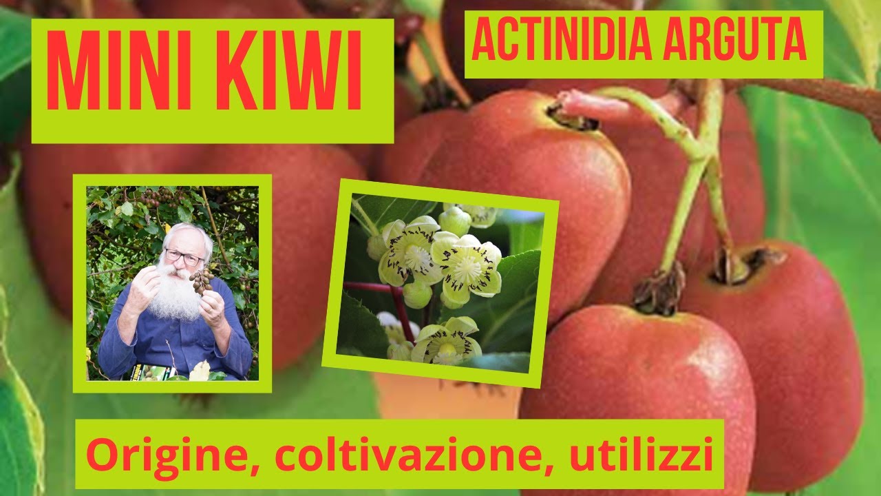 Arguta, mini kiwi: Actinidia arguta