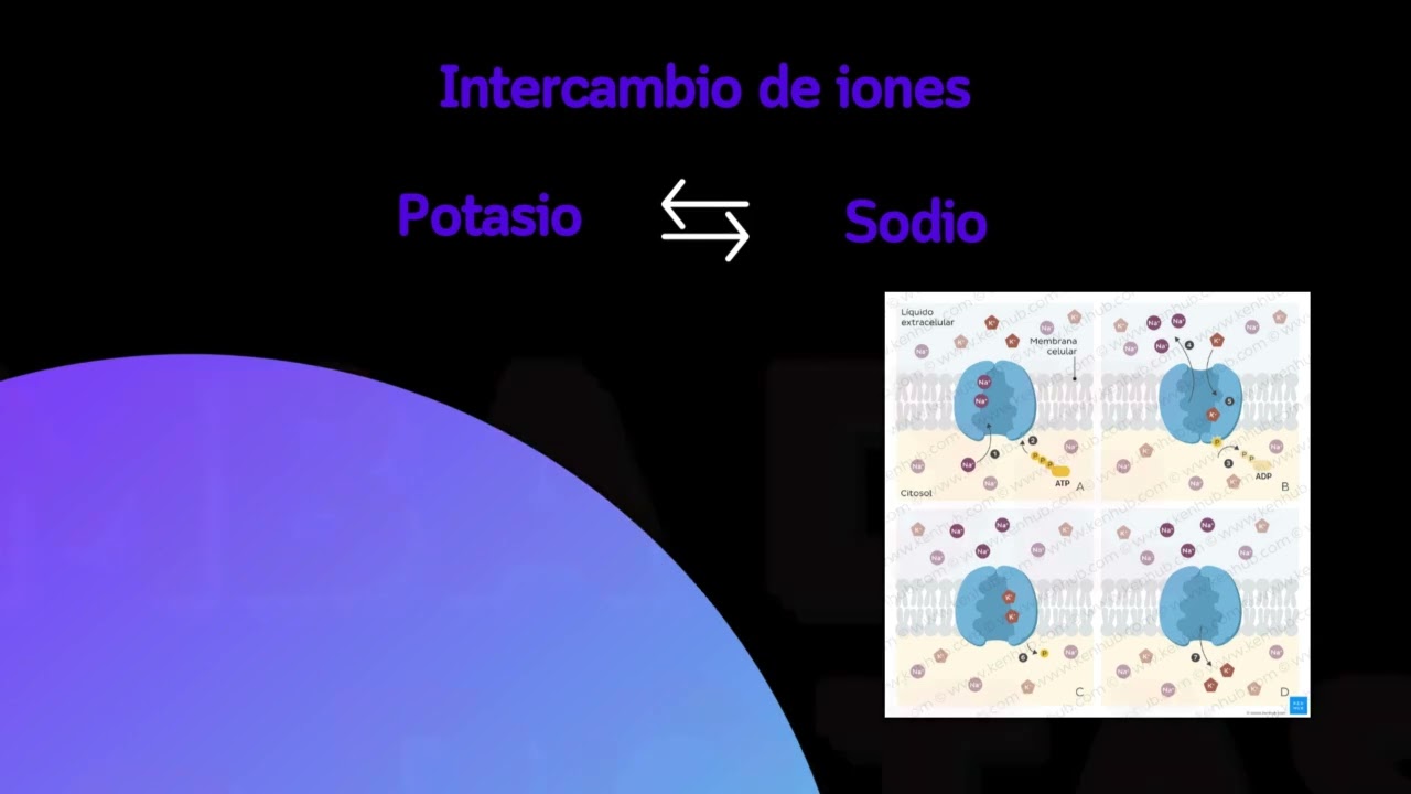 Video La Sinapsis JannethCarolina CruzCastillo
