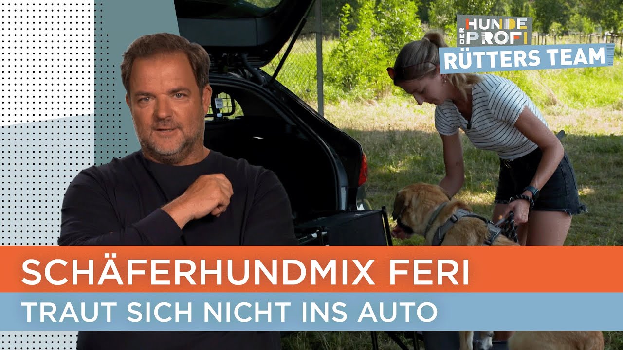 Kann Hundetrainer Marcel Feri das Trauma nehmen? 😰🚗 | Der Hundeprofi - R&uuml;tters Team