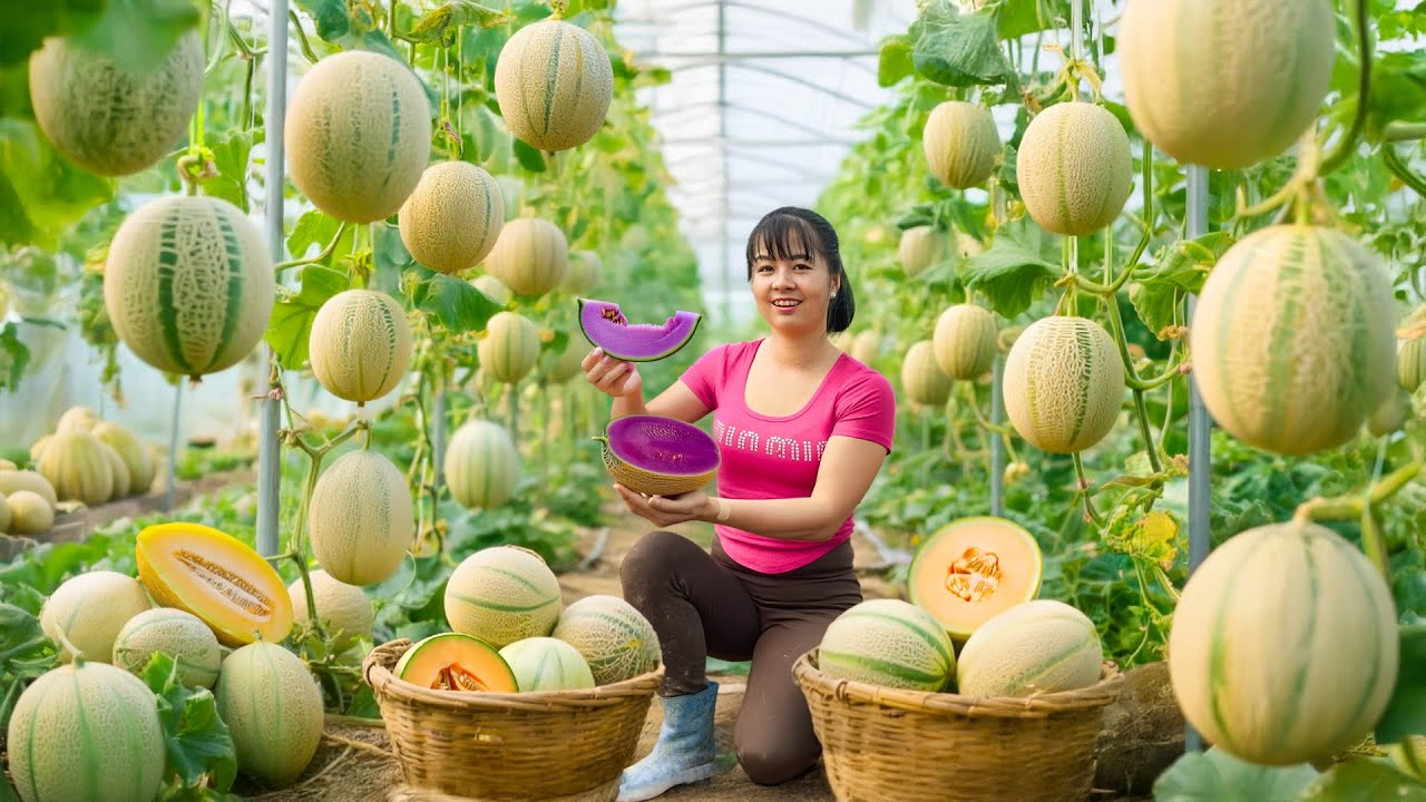 TIMELAPSE -- 500 Days Harvesting 1000Kg Giant Melons Go to Market Sell & Take Care 100 Piglets