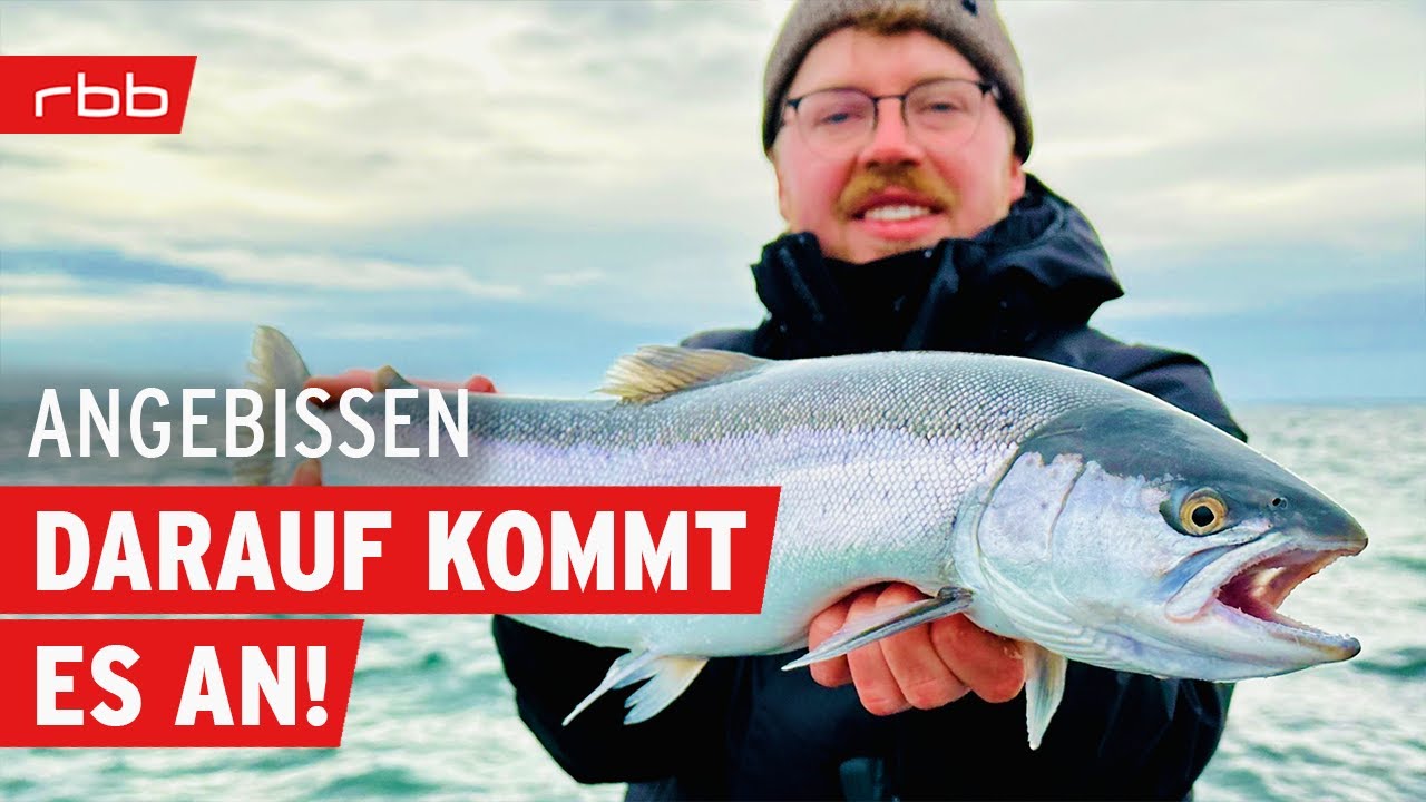 Grundkurs Meerforelle mit Clemens Wildt | Angebissen - Der Angel-Podcast #141
