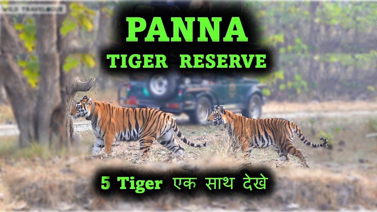 Panna Tiger Reserve Safari | 5 Tiger एक साथ देखे