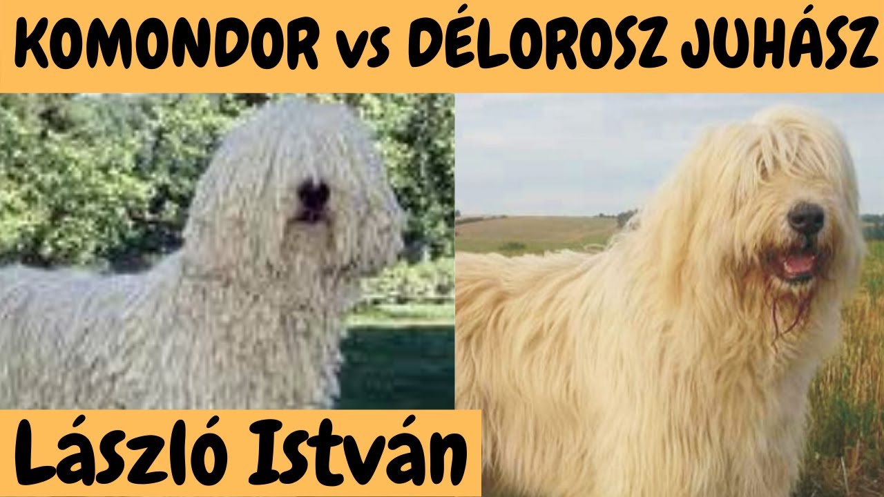 KOMONDOR vs DÉLOROSZ JUHÁSZKUTYA!  Különdbségek, hasonlóságok! DogCast TV!