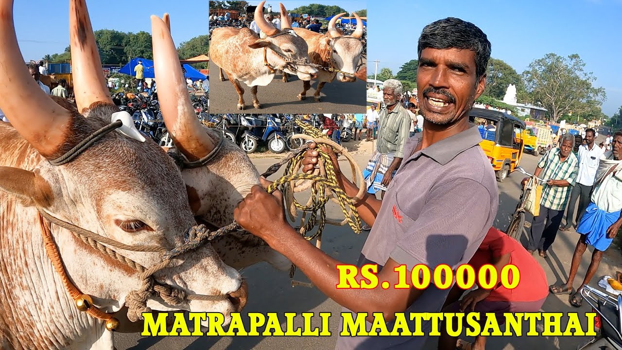 தரமான அழகான காளைகள் ரூபாய் 100000 மட்டும் #ksvenkatvlogs #cowmarket #matrapalli
