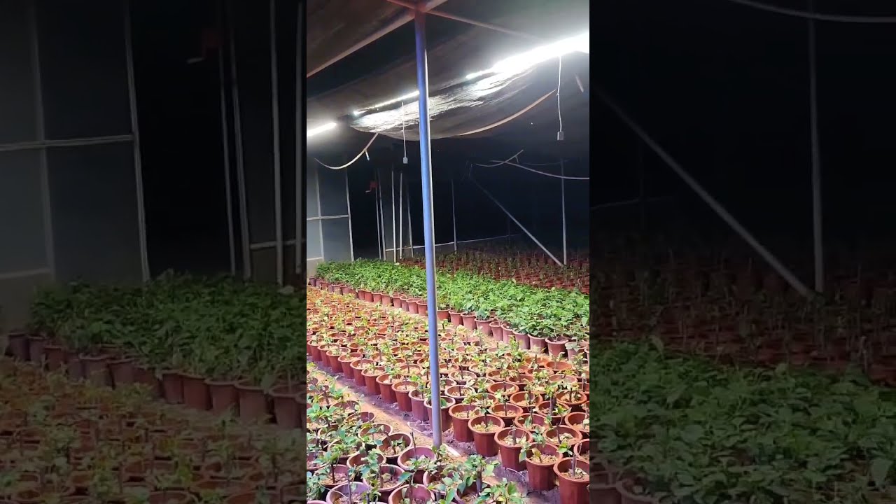 The Best LED Grow Lights at the UK's Cheapest Prices - Smart Bright LEDs