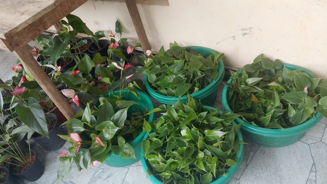 මල් ආසන්න පැළ බැංකොක් ඇන්තූරියන් සීයක් තිස්පන්දාහට#0772106907 