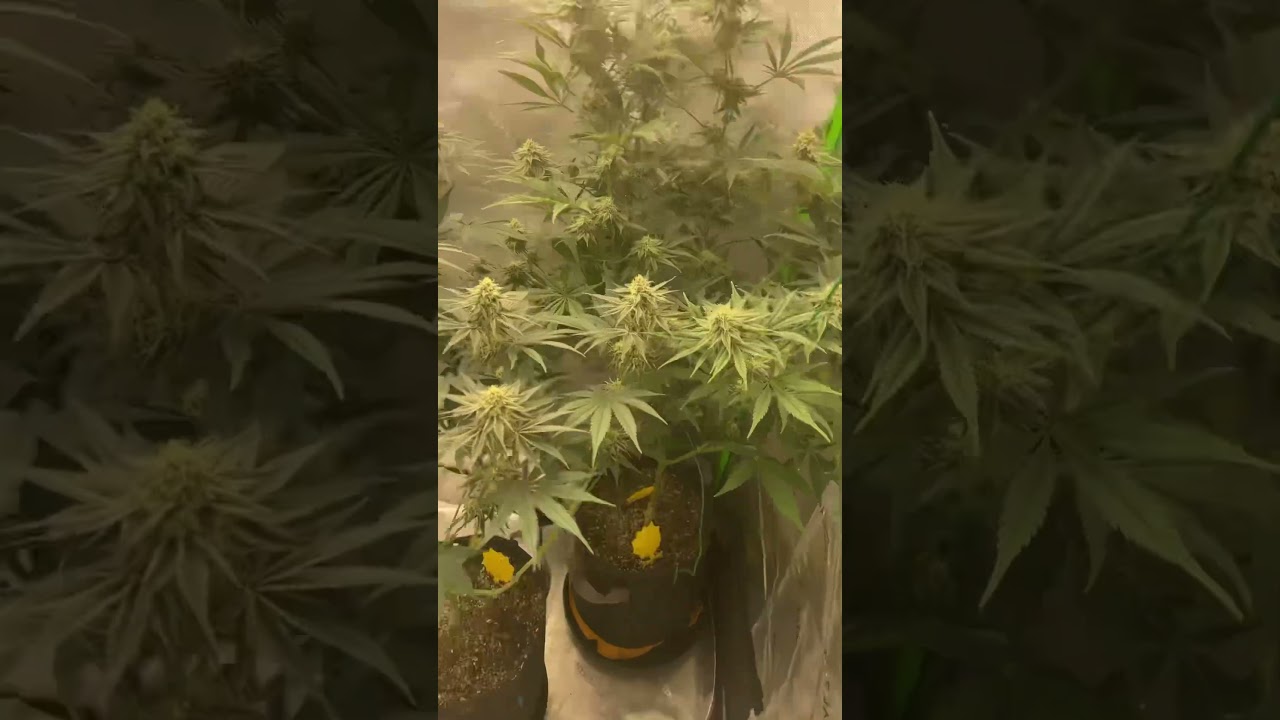 Slurricane #7 S1 | Day 35 Flower #shorts