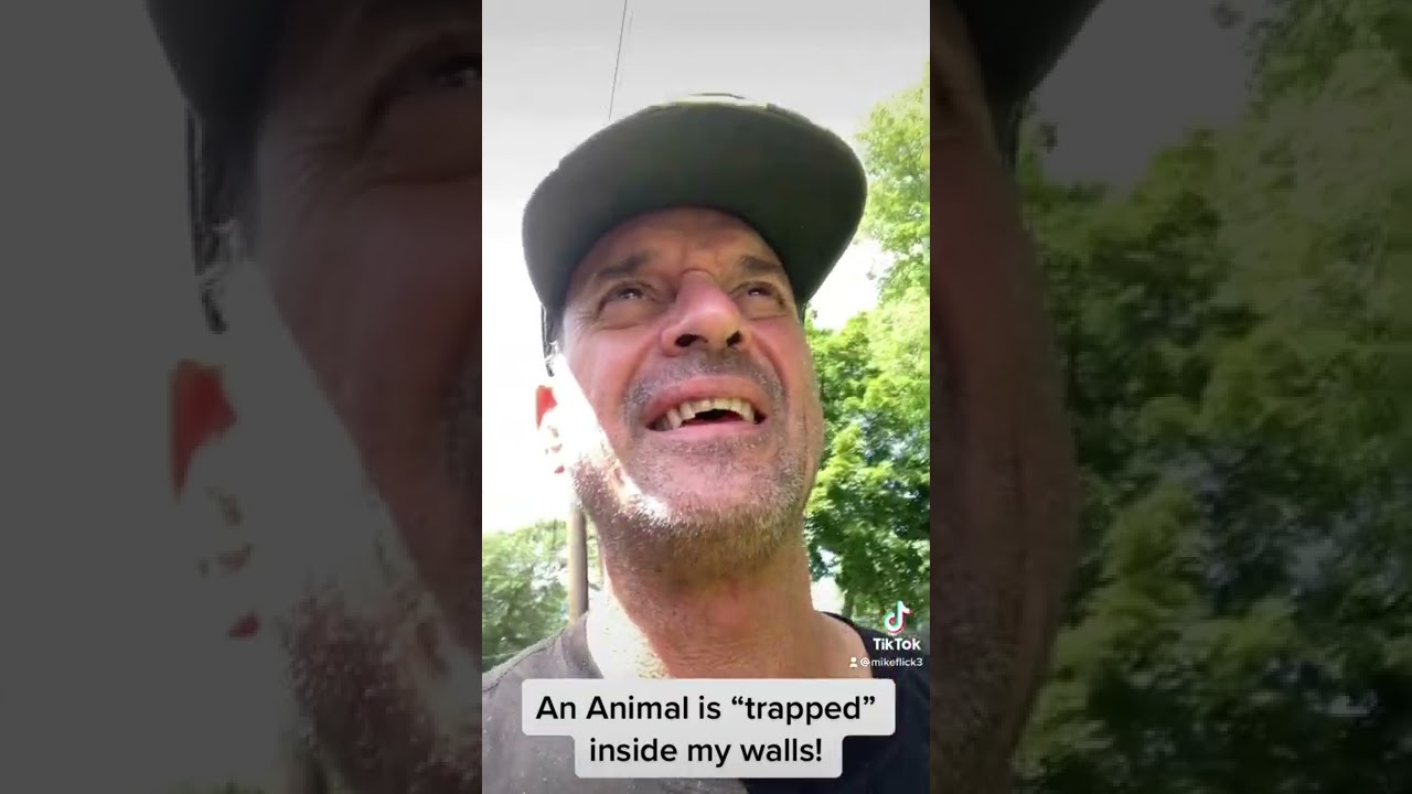 Animals trapped in walls