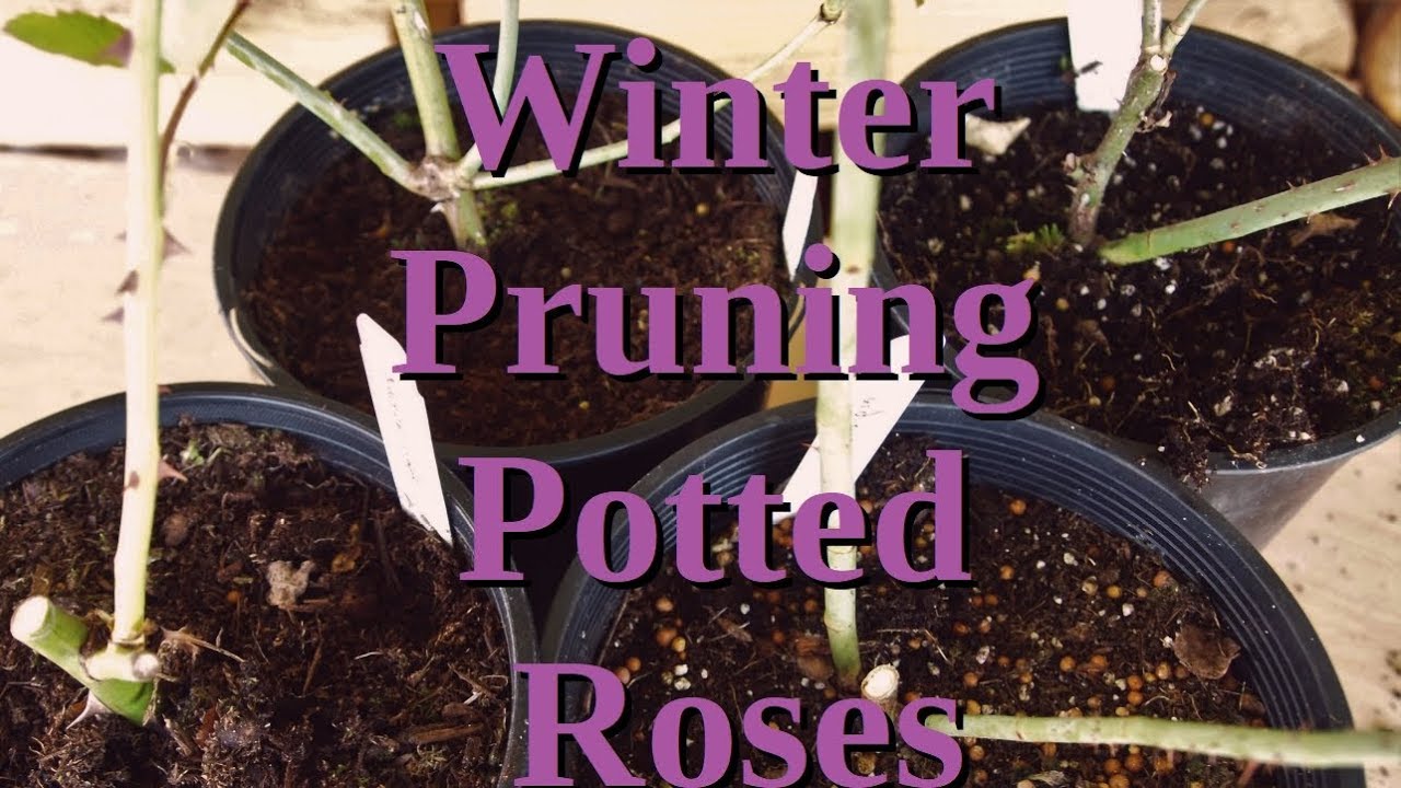 Winter Pruning of Potted Roses