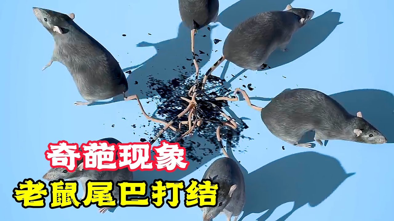 這種現象太詭異！ 6隻老鼠的尾巴，竟打結在一起。科普動畫《鼠王》。電影，短片，成精，解說，搞笑，動畫，動作，喜劇，獵奇，奇幻，腦洞，科幻，超能力，short film