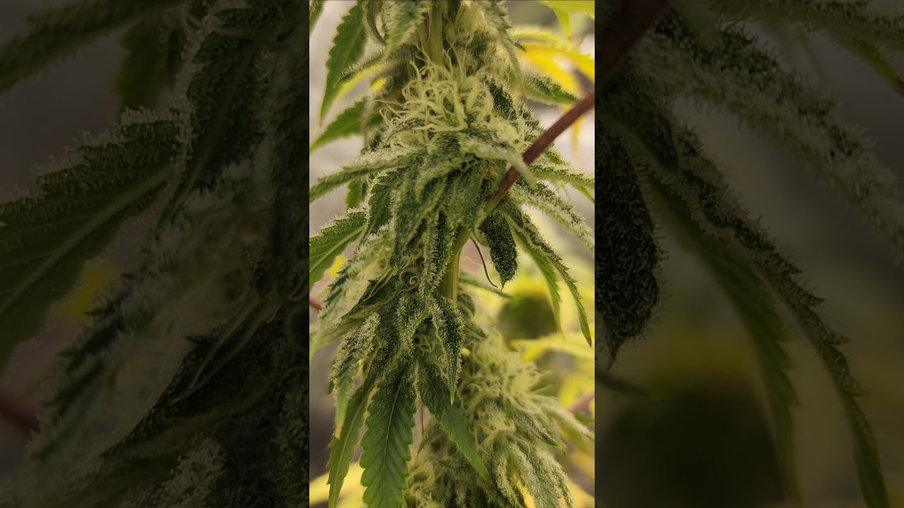 Bud Sites are Connected #shorts