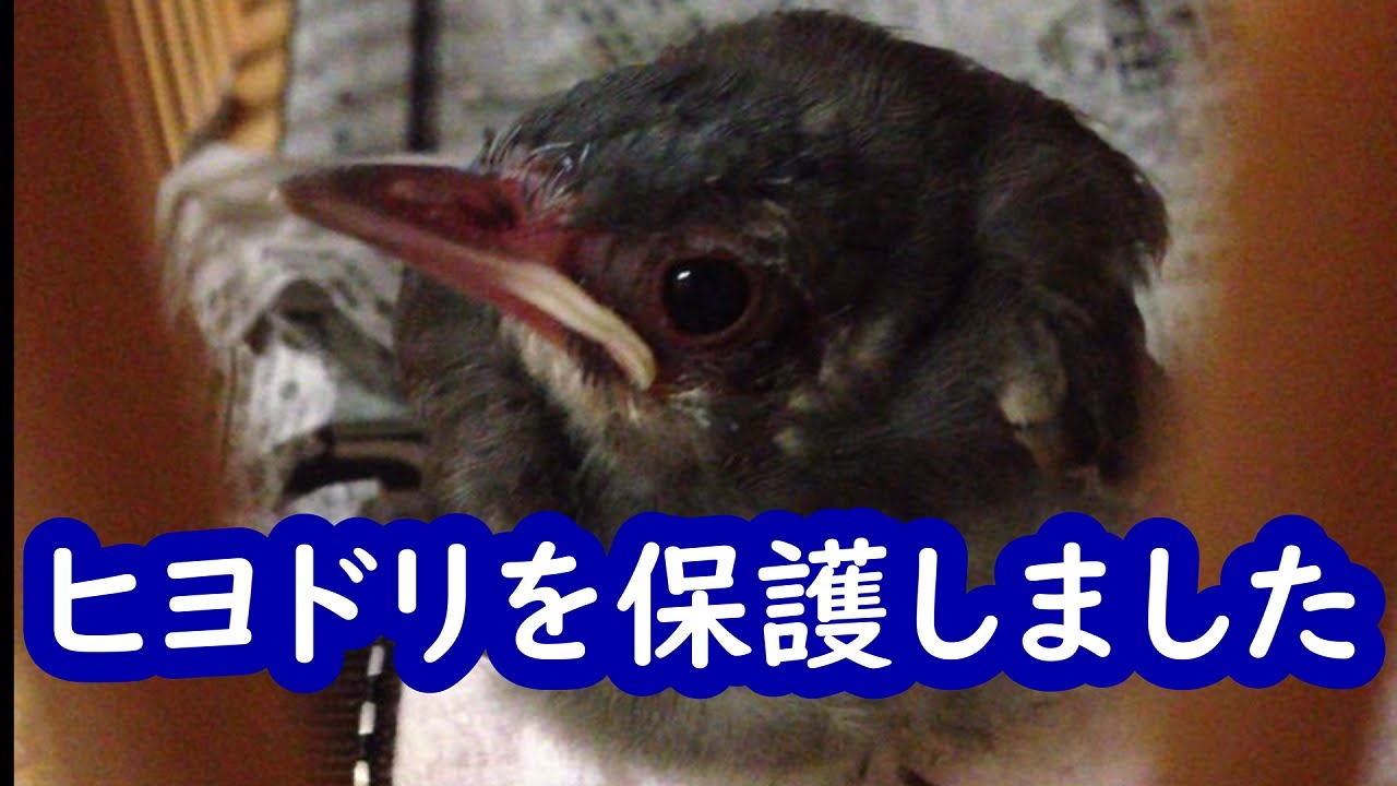ヒヨドリのヒナを保護しました