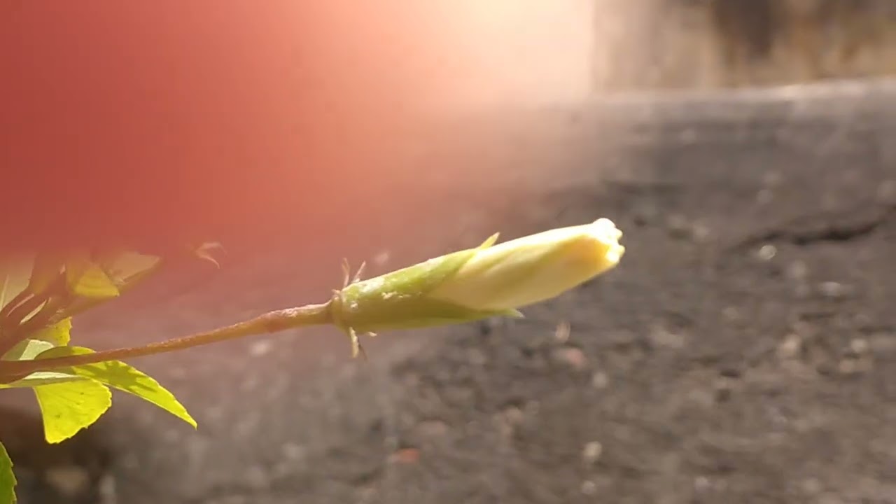 Organic white hibiscus flower hype it friends