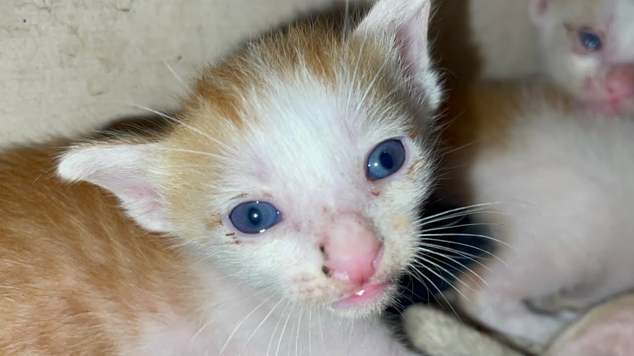 Mother's milk is really important for kittens | LUCY Official