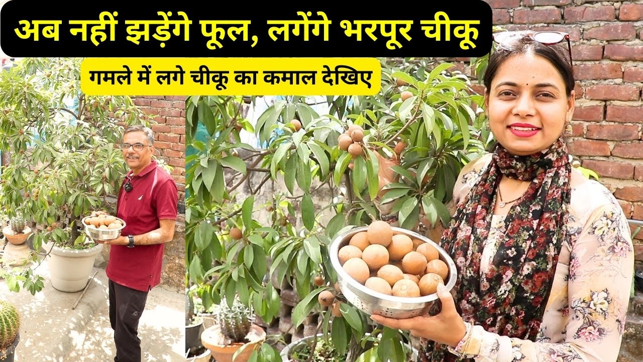 गमलें में लगे चीकू की ऐसे करें देखभाल😍 फलों से लदा रहेगा Cheeku Plant || Unique Farming
