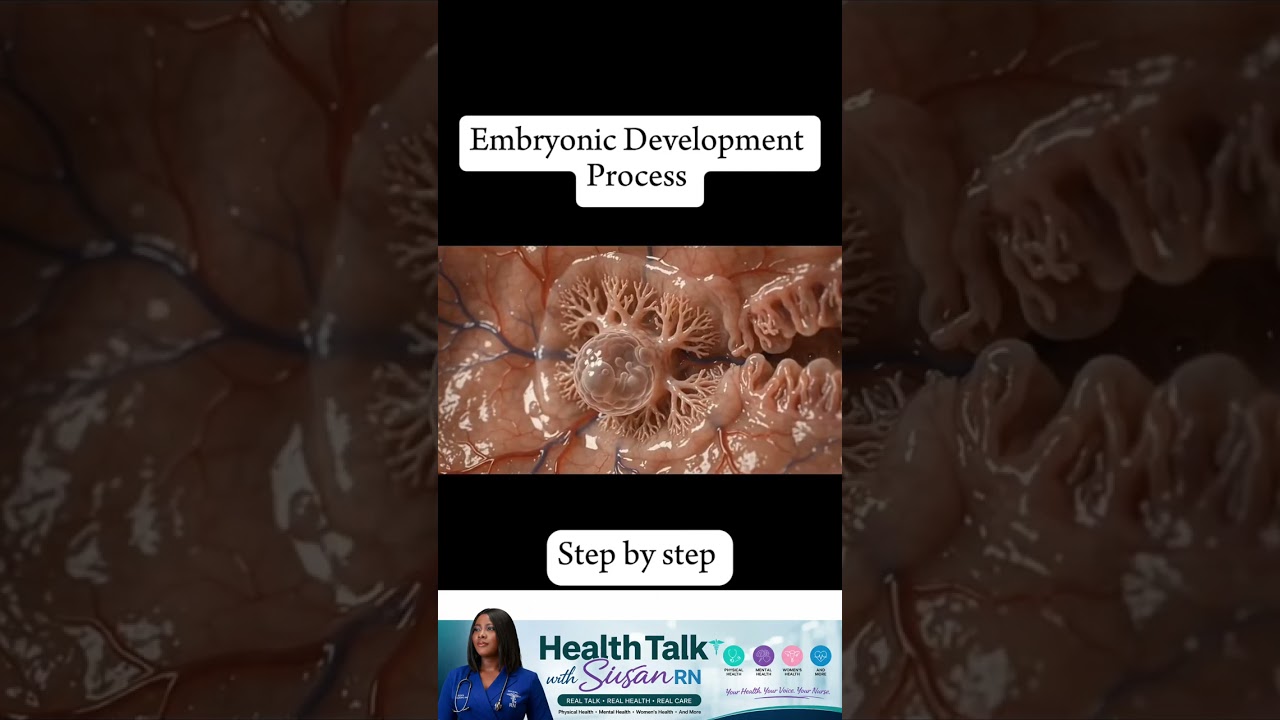 Embryonic development during pregnancy  #pregnancy