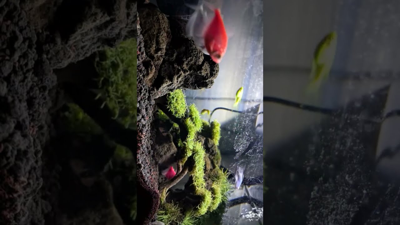 aquascape pemula @rakhmaddailyvlog 
