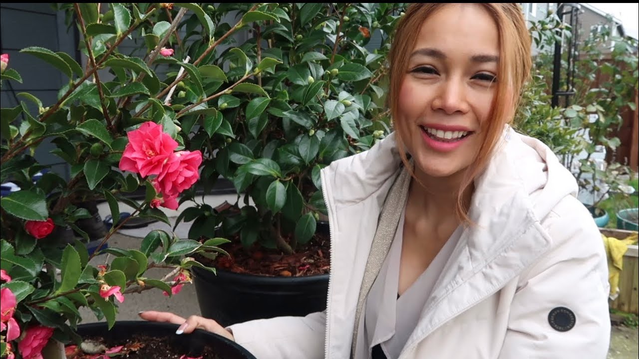 Camellia Japonica vs. Camellia Sasanqua