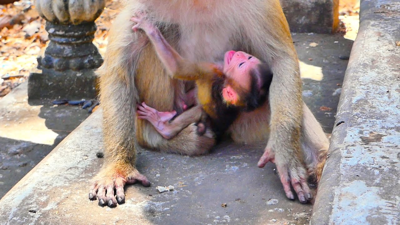 Monkey new baby amlost fall out off its monkey mum Moka while struggling to drink milk