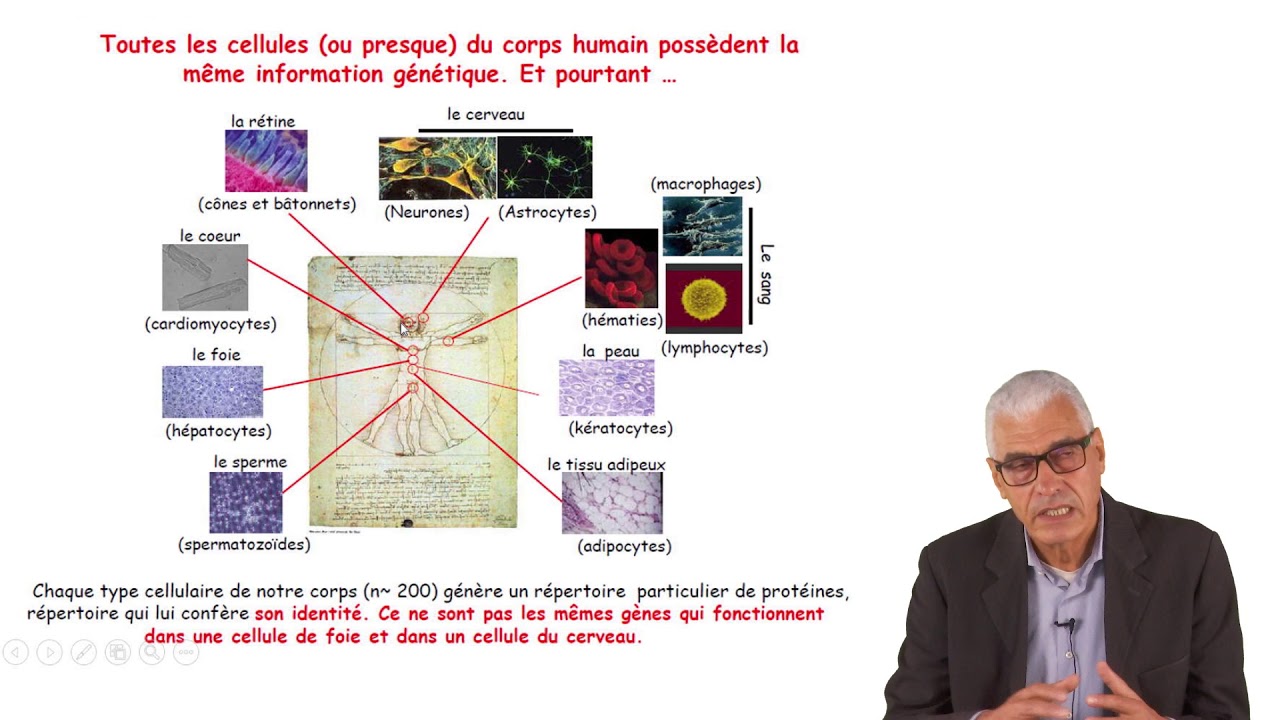 Cours Génétique L2 -A Génétique générale et moléculaire I Historique et Terminologie