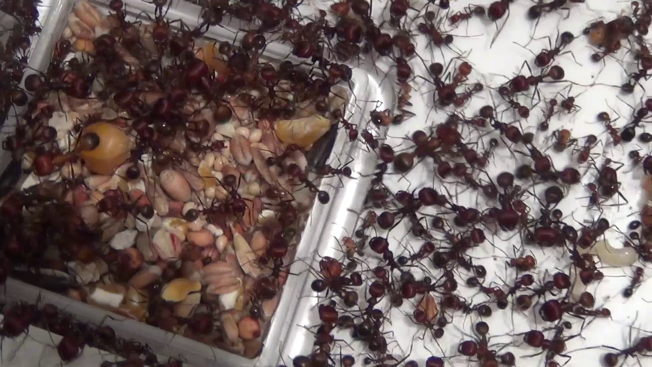 10 07 2019 Messor cephalotes