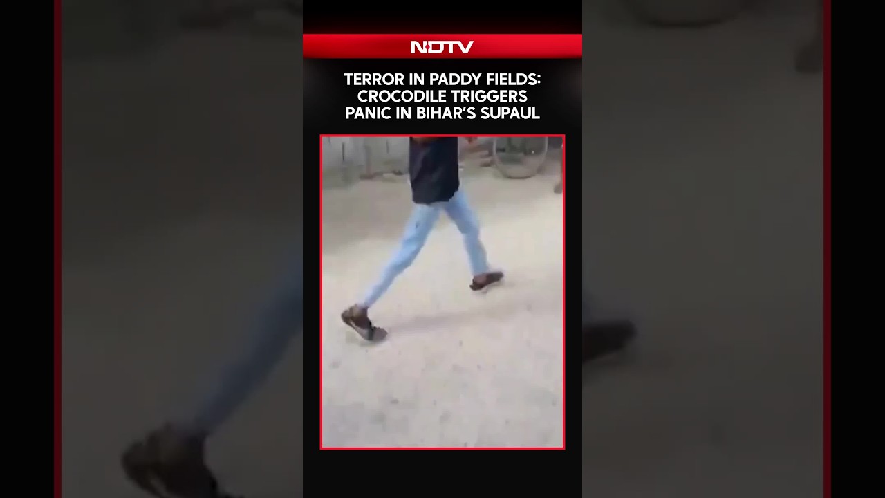 Bihar News | Crocodile Triggers Panic In Bihar&rsquo;s Supaul, Gets Safely Rescued