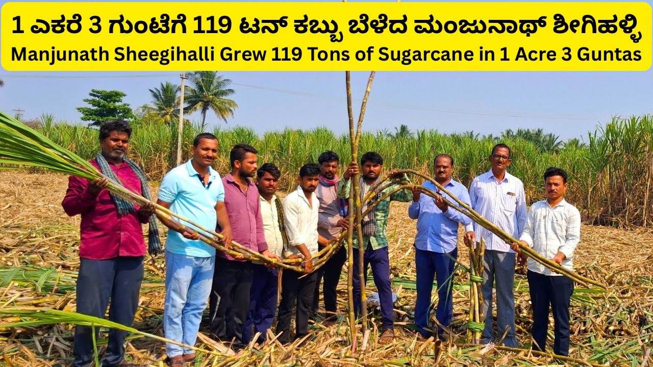 1 ಎಕರೆ 3 ಗುಂಟೆಗೆ 119 ಟನ್ ಕಬ್ಬು | Manjunath Sheegihalli – 119 tons in 1 acre 3 guntas