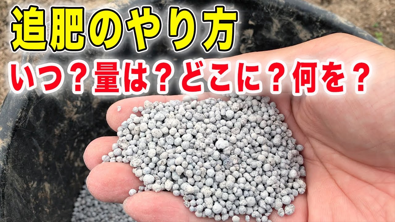 追肥のやり方　種類・量・タイミング・場所　化成or有機？