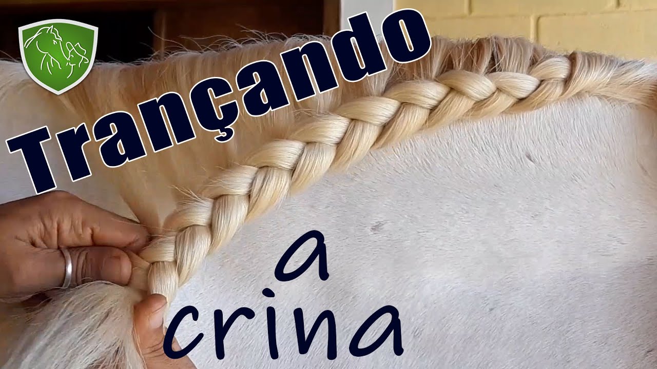 Trança embutida na crina - Penteado pra cavalo pt. 2