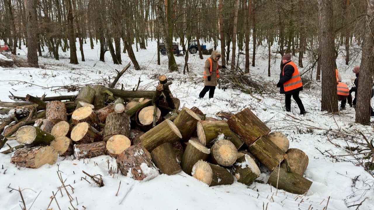 Аварійні дерева: від парку до теплиці
