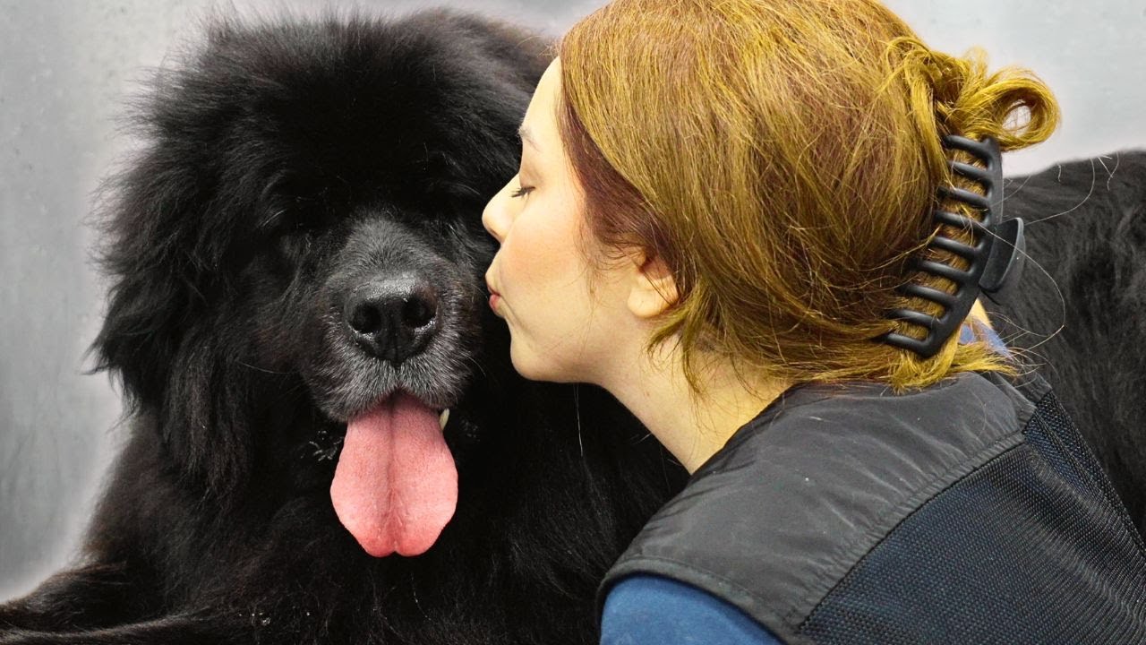 Newfoundland dogs are basically just Black Bears