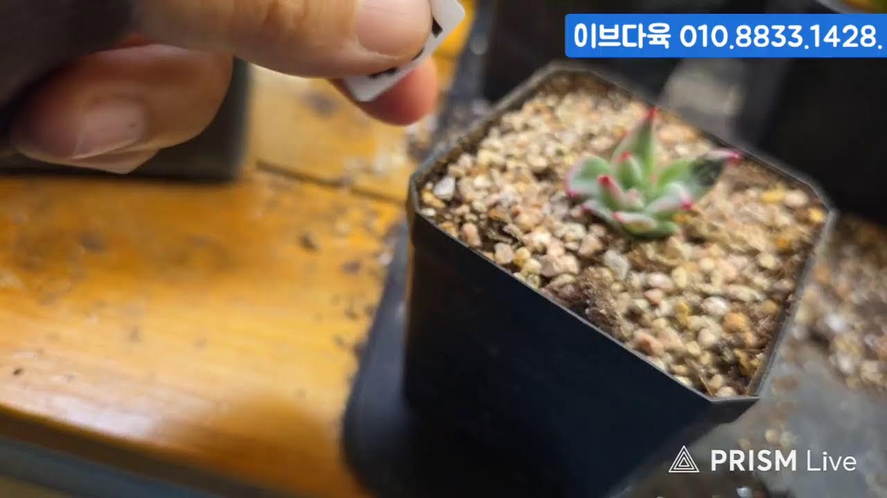 (1.3.토) 이브다육 #금다육 #식물 #흙 #라이브 방송