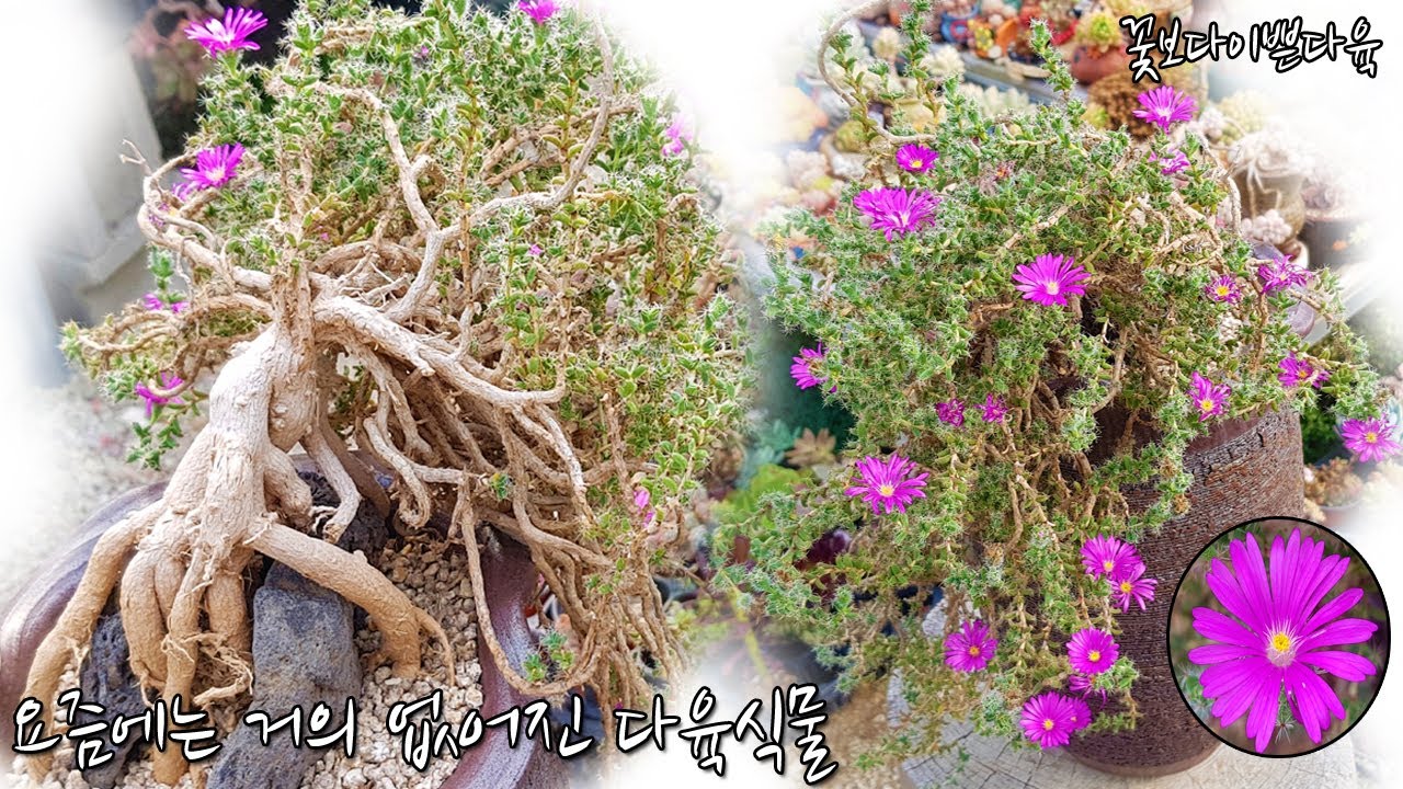 너무 이쁜데 요즘에는 거의 사라져버린 다육식물 불보슘(Trichodiadema bulbosum Schwantes)