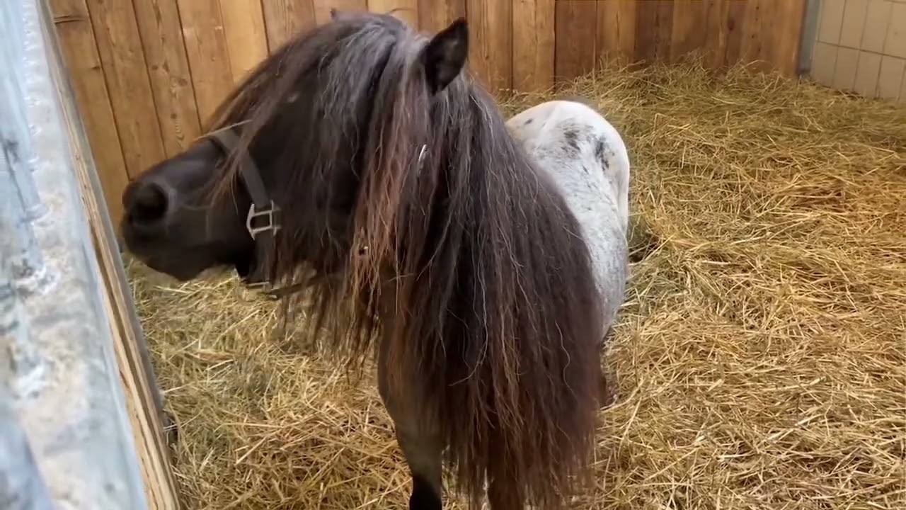Eine Entscheidung bei Pony Brillant ✮ leider alles anders als gedacht...