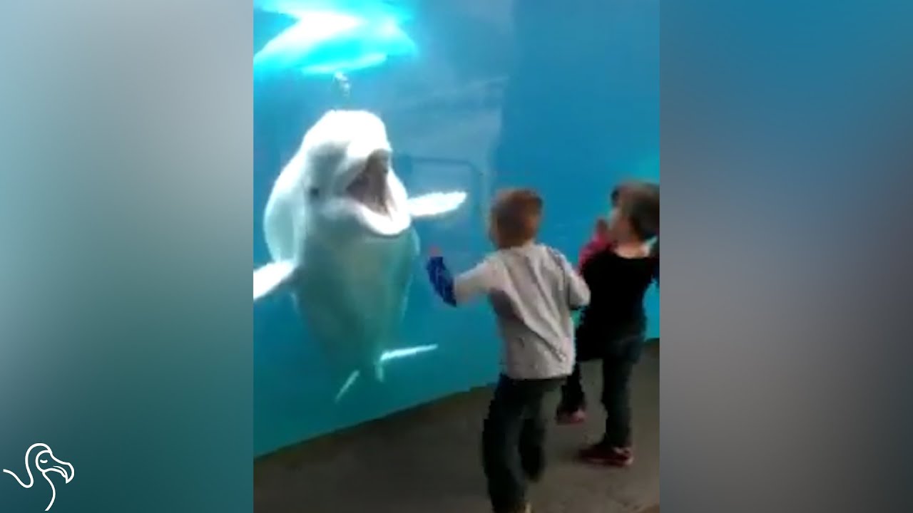 This Whale Might Look Like He&rsquo;s Having Fun, But He&rsquo;s Not