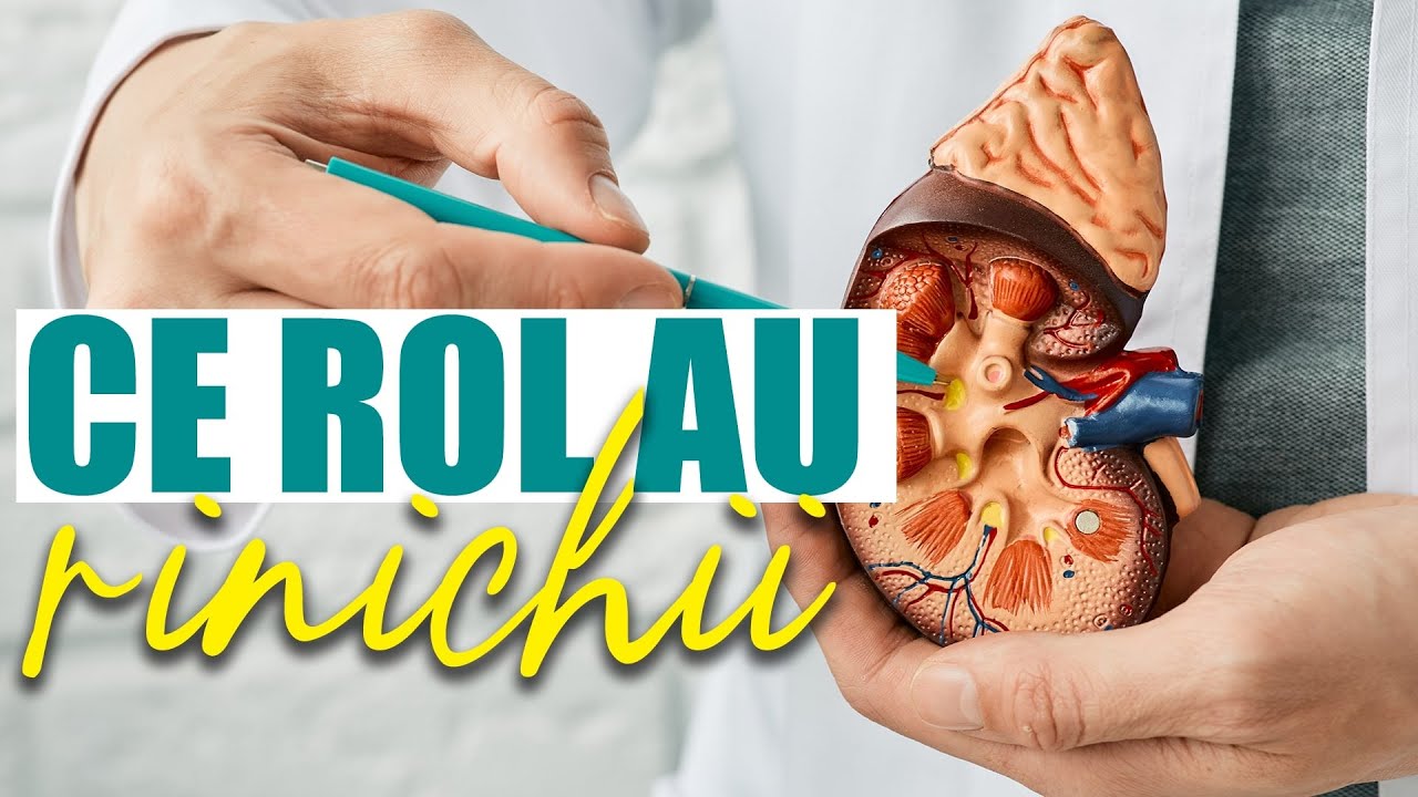 Rinichii: ce funcții au un corp și cum &icirc;i menținem sănătoși