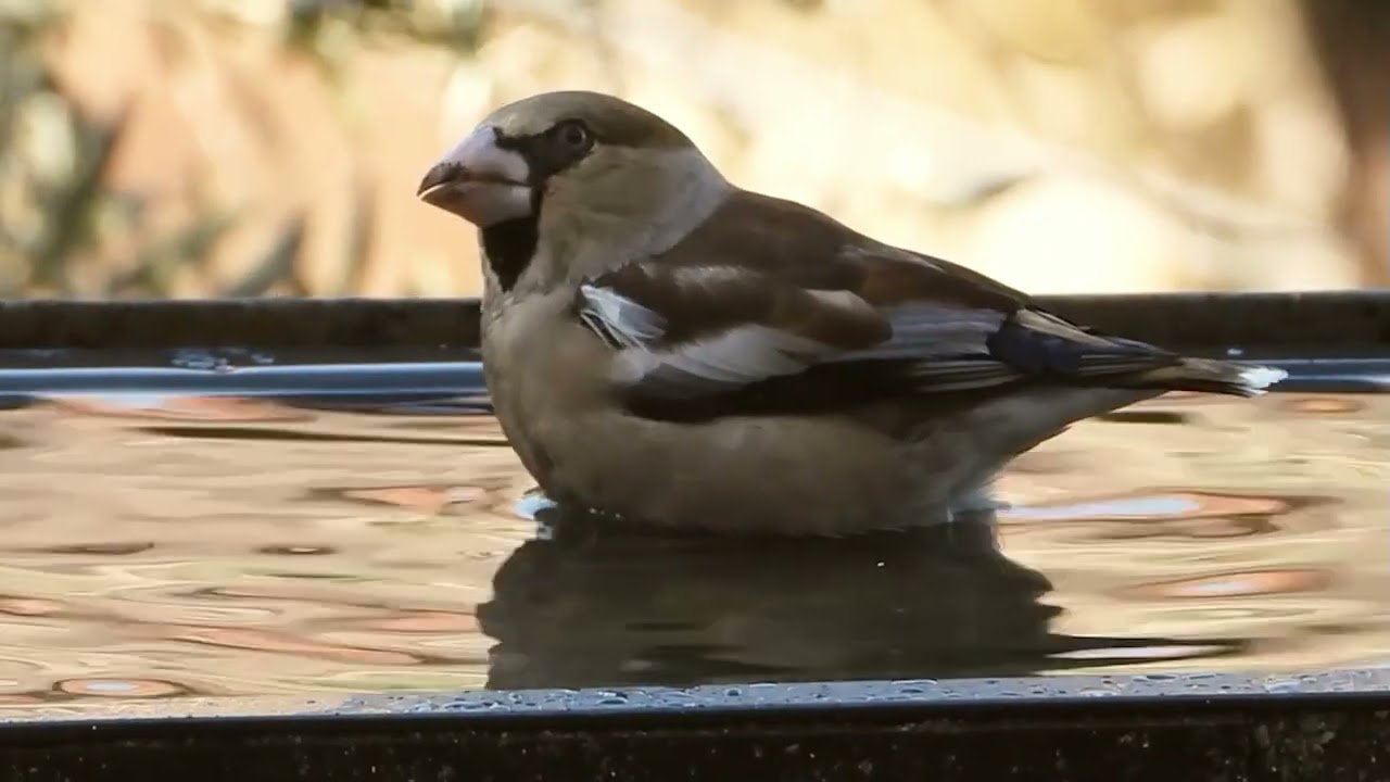 Los pajarillos siguen disfrutando del agua en la terraza