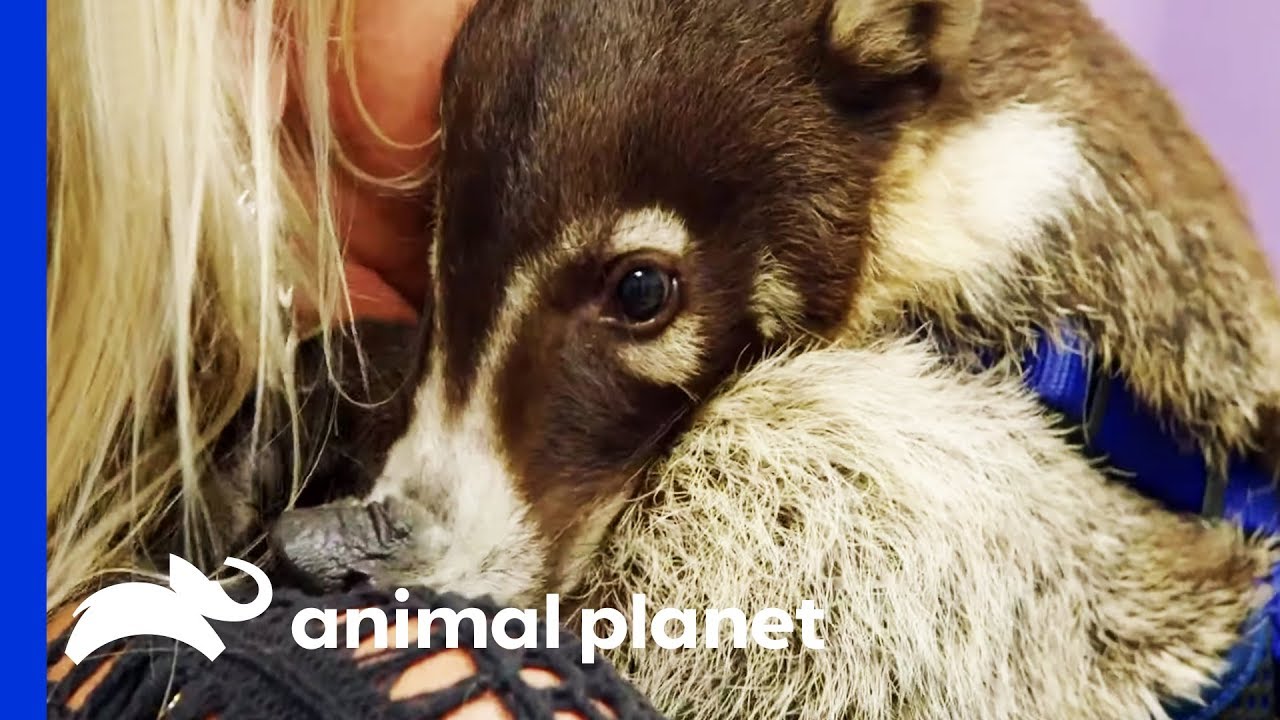 Popeye The Coatimundi Needs A Dental Check Up | The Vet Life