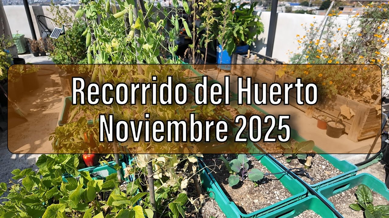 Huerto a Noviembre 2025