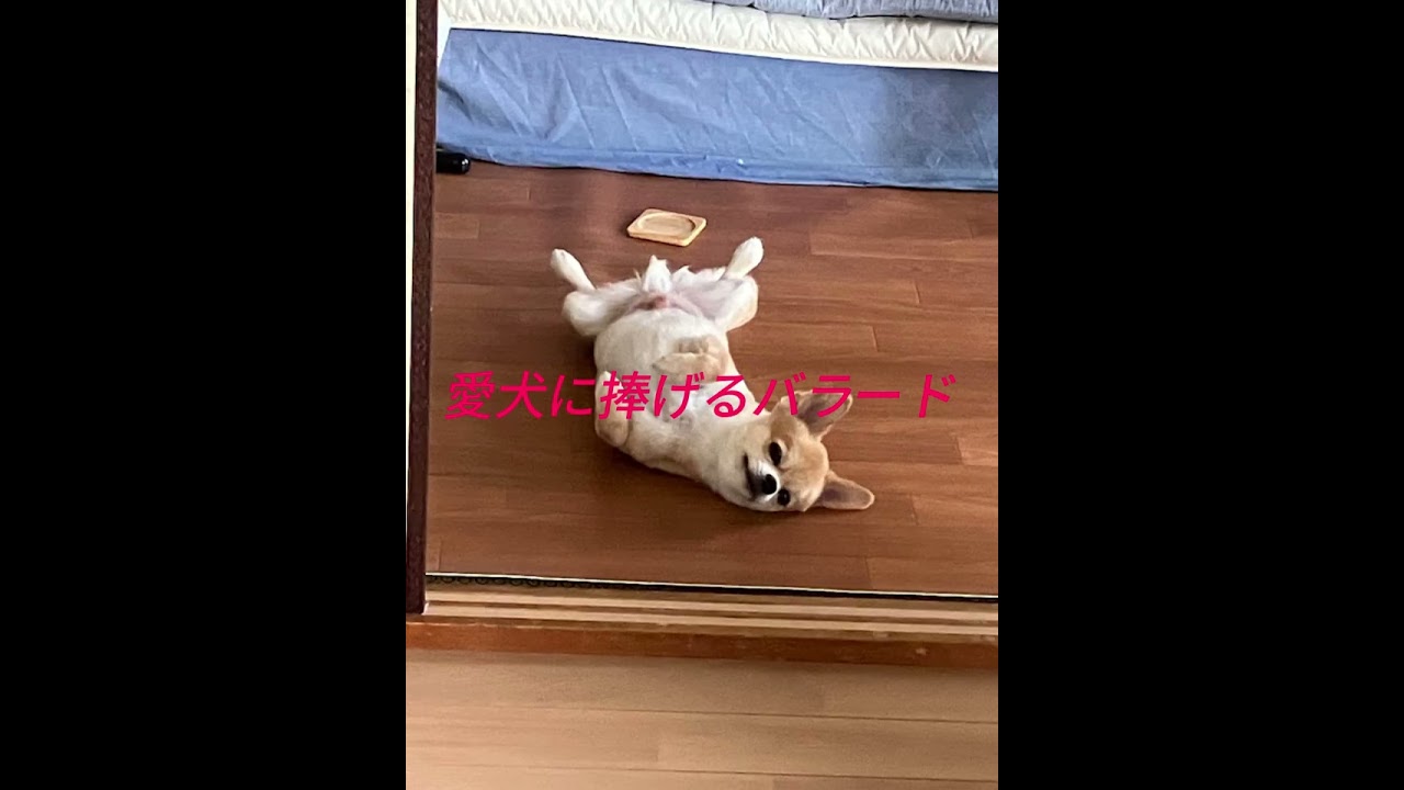 愛犬に捧げるバラード（祥子の思い）