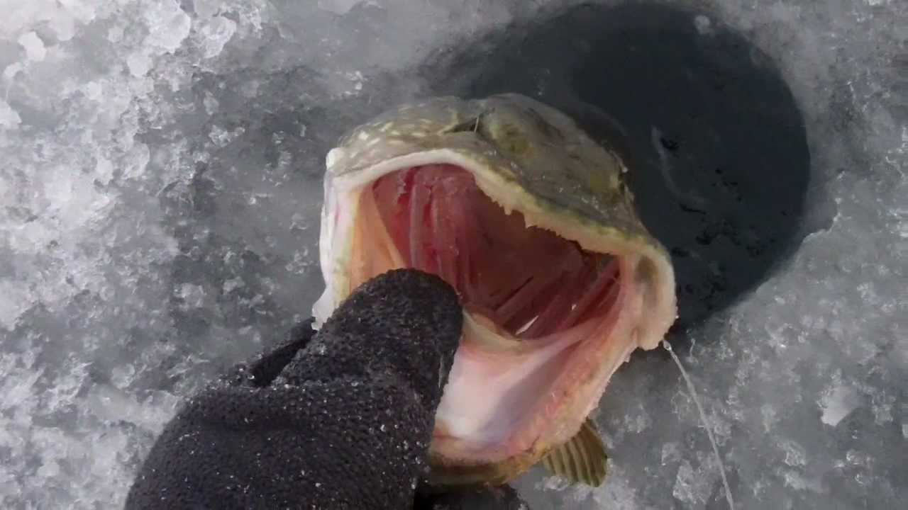 Ice Fishing for Northern Pike on St. Lawrence River USA 2012