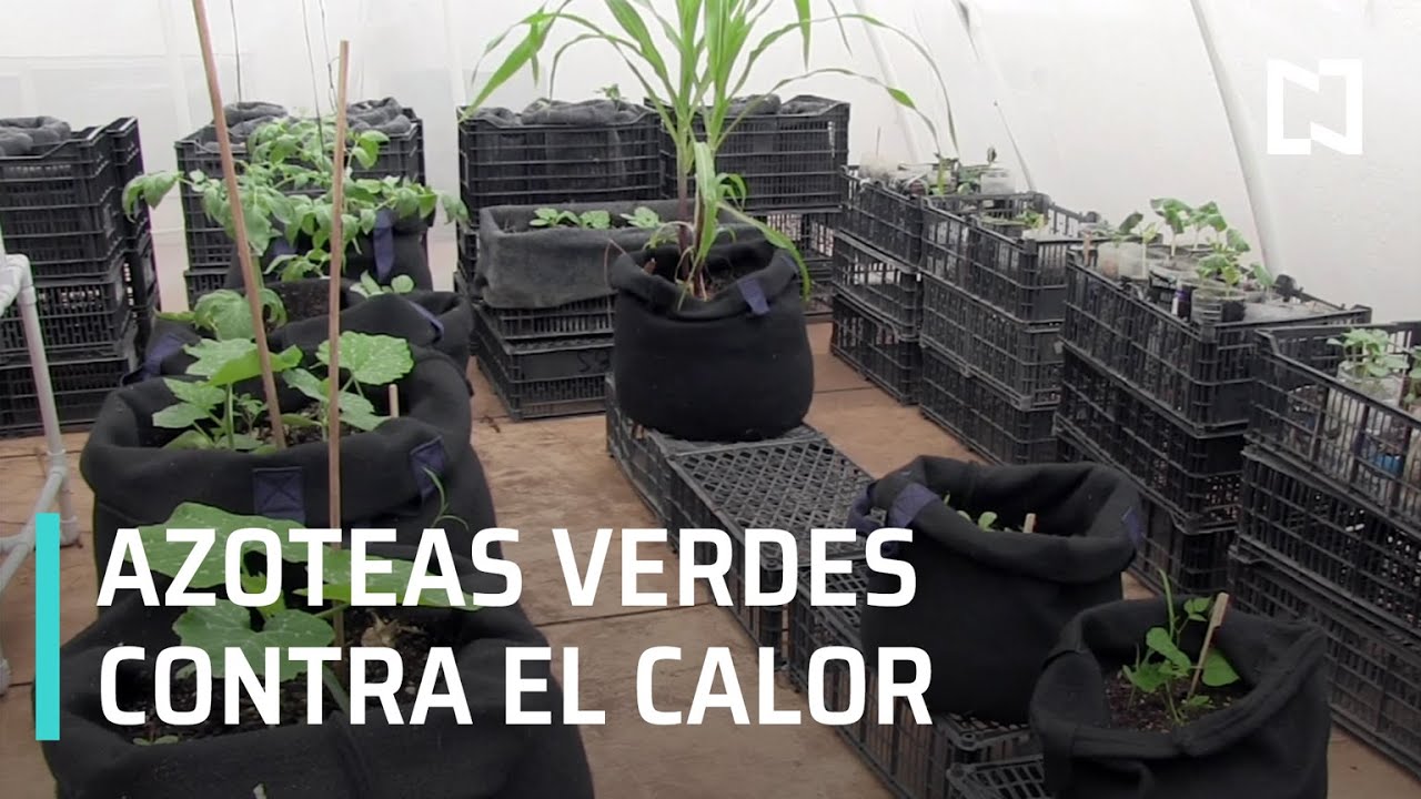 Azoteas verdes para combatir las altas temperaturas en Yucatán - Sábados de Foro