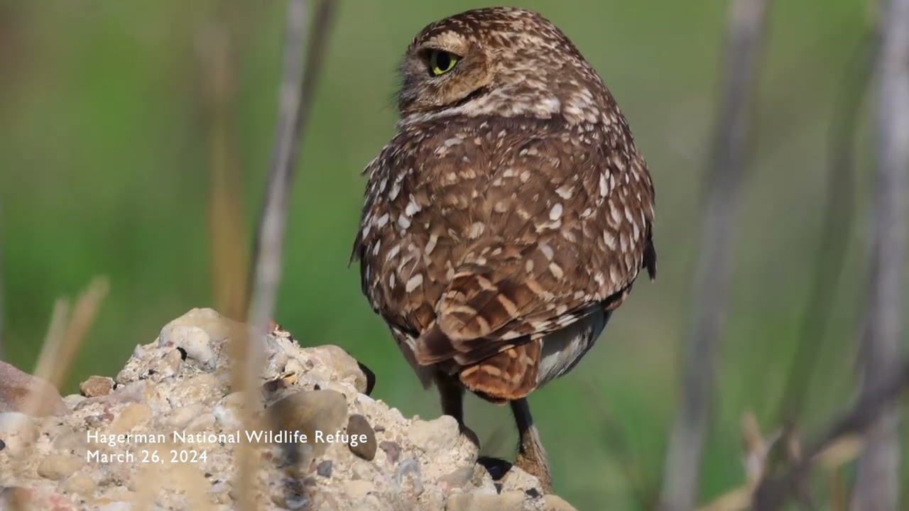 20240326 Burrowing Owl 2