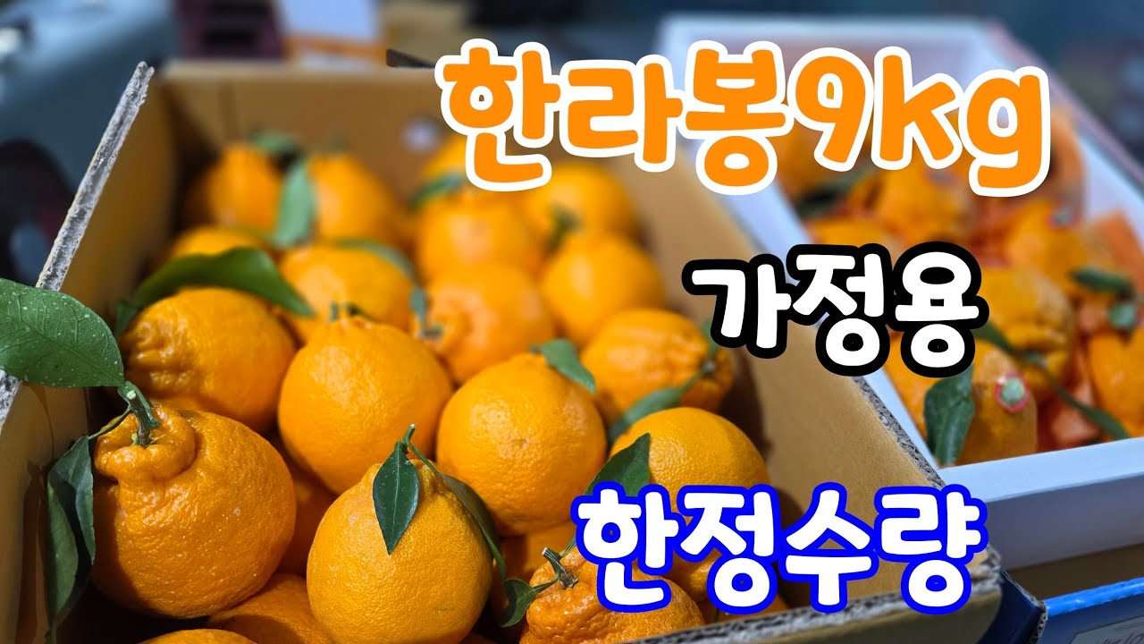 가정용 한라봉 9kg  한정 수량!  당도 최고?