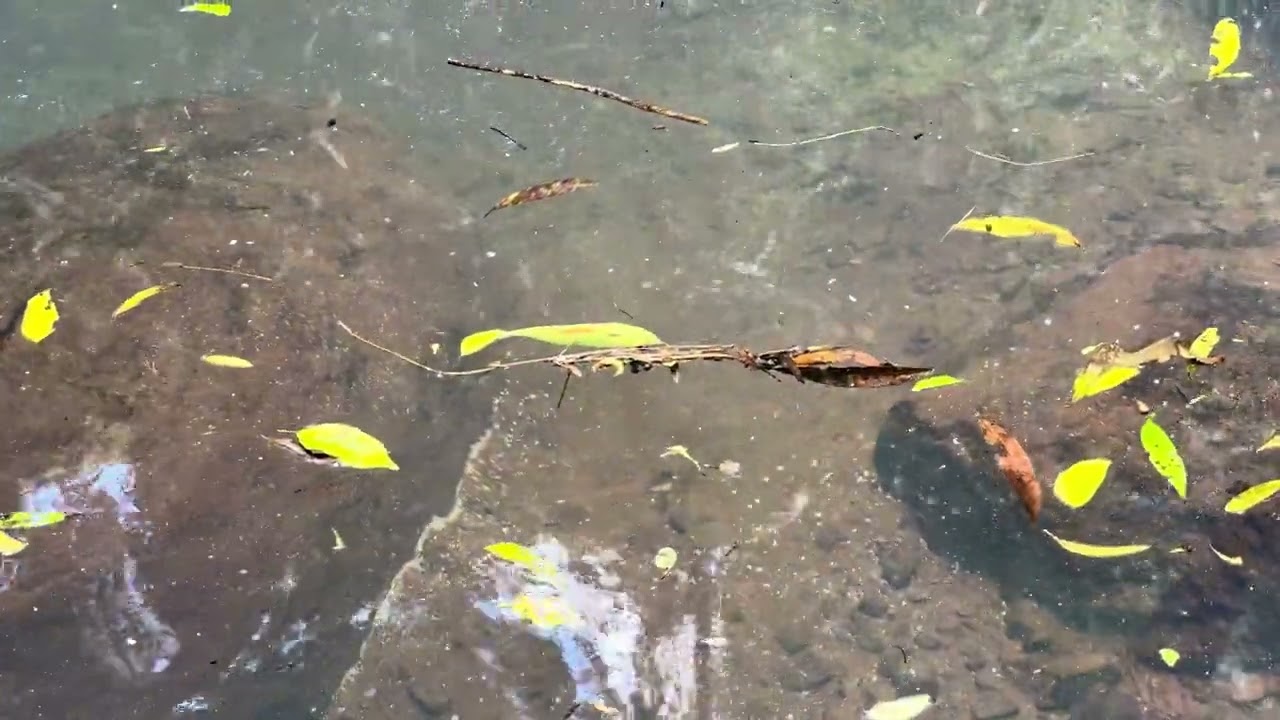 Alimentando os peixes
