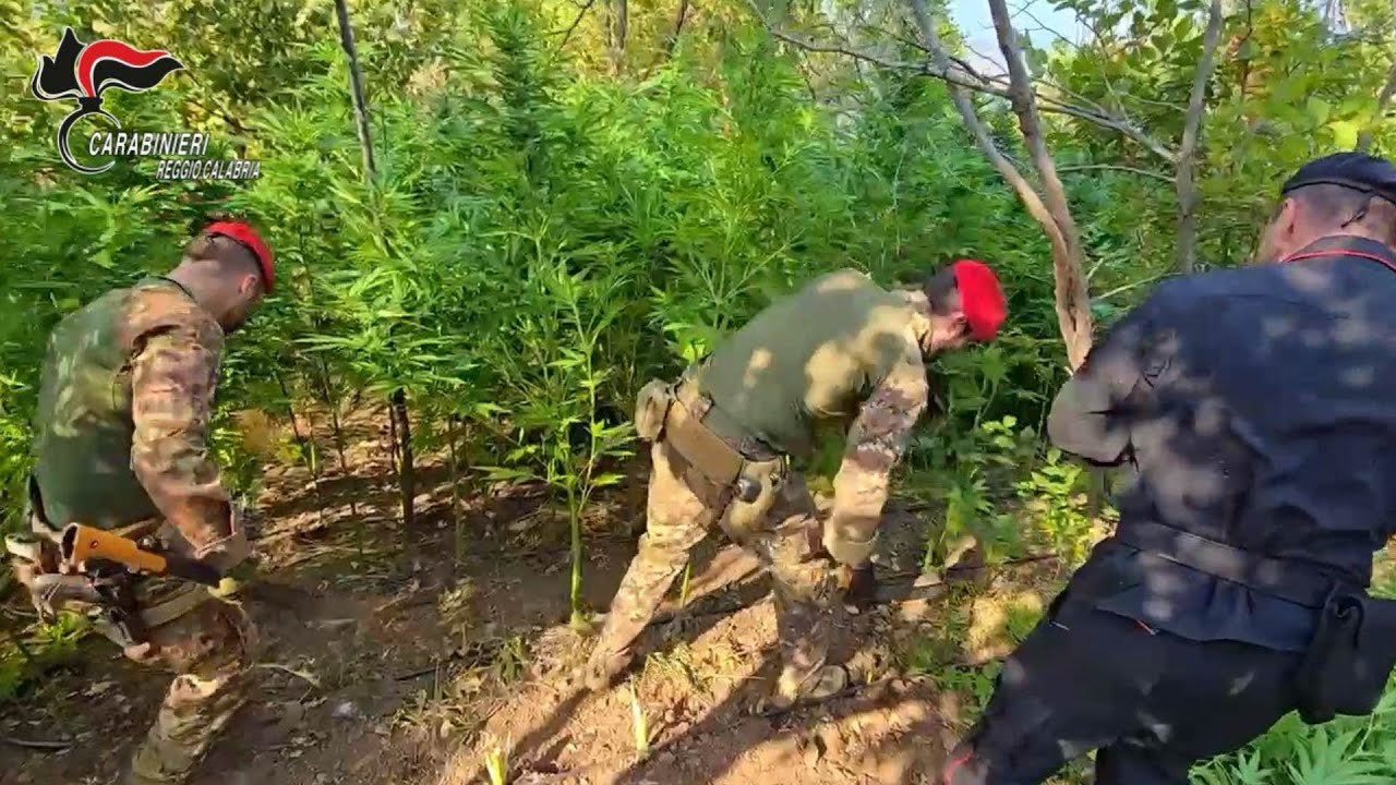 Maxi piantagione di marijuana a Caulonia: sequestrate duemila piante