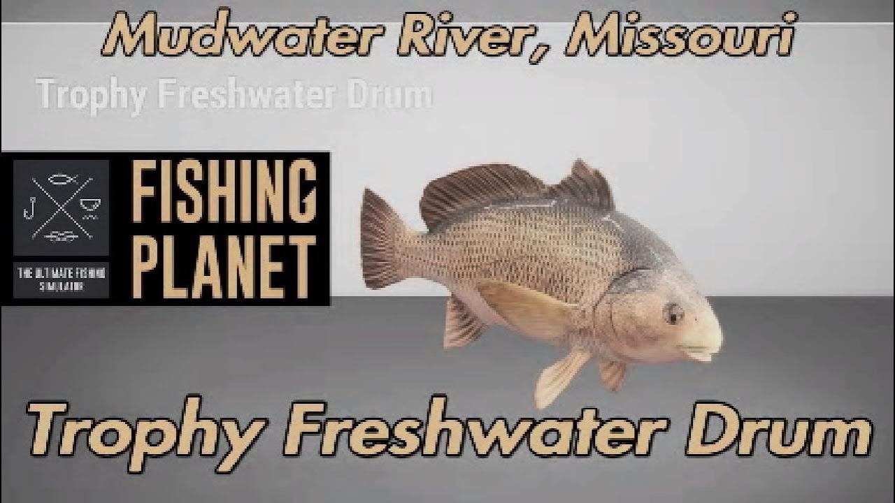Trophy Freshwater Drum Mudwater River Missouri Fishing Planet Guide