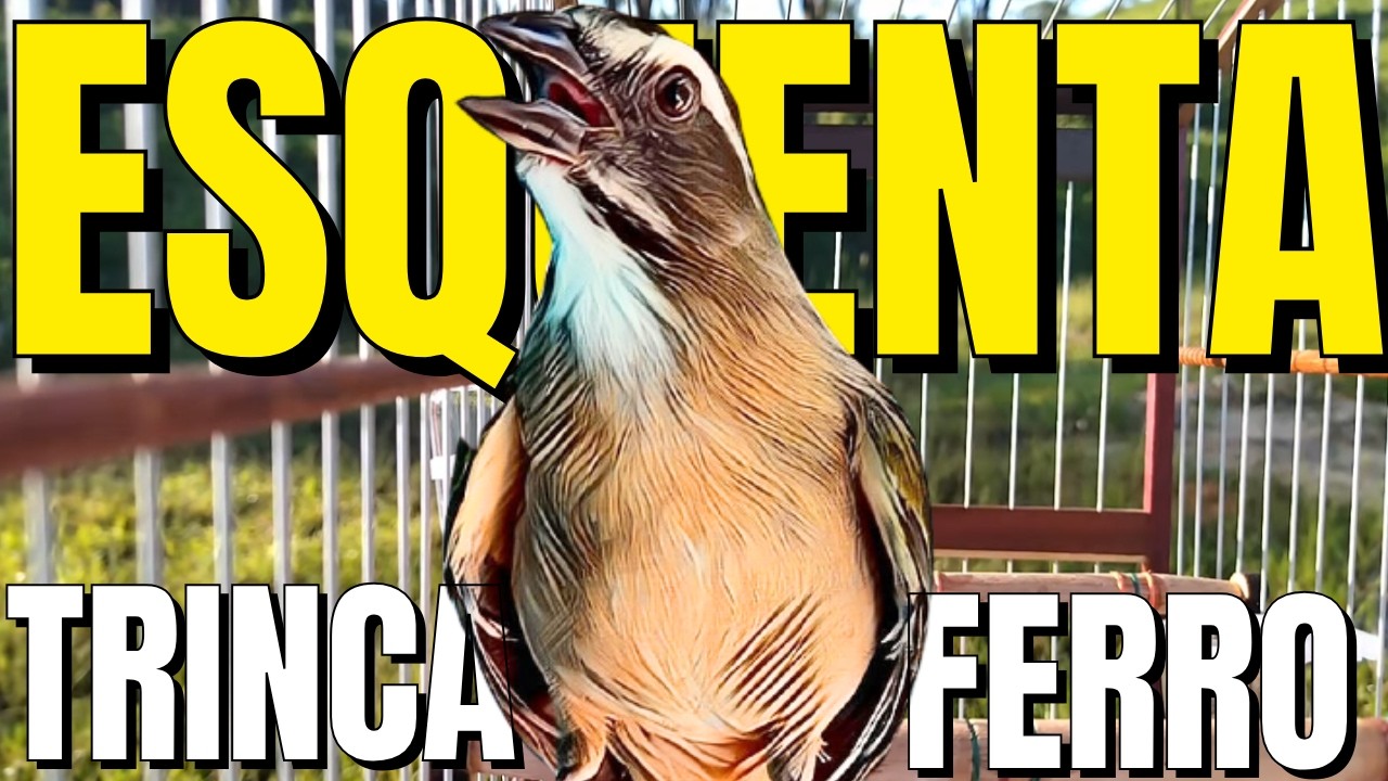 TRINCA FERRO ( PROFESSOR ) PARA ESQUENTAR TRINCA FERRO FRIO COM TRINCA FERRO CANTANDO trincaferro